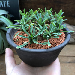 陶器鉢つき♡立派♡ユーフォルビア♡峨眉山♡多肉植物♡インテリア♡おしゃれ 4枚目の画像