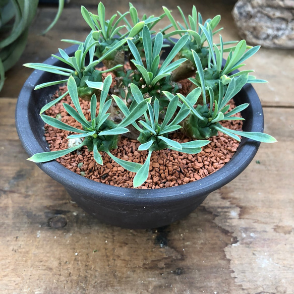 陶器鉢つき♡立派♡ユーフォルビア♡峨眉山♡多肉植物♡インテリア♡おしゃれ 5枚目の画像