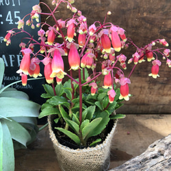 ベル型の多肉植物♡カランコエ♡ウェンディー♡豪華♡美しい♡ガーデニング 2枚目の画像