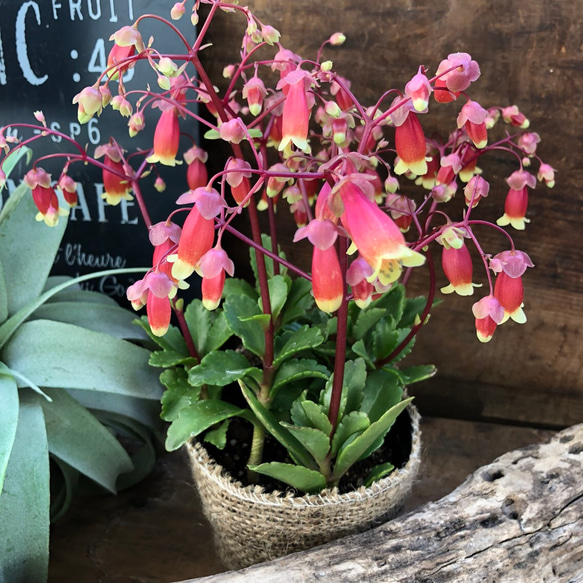 ベル型の多肉植物♡カランコエ♡ウェンディー♡豪華♡美しい♡ガーデニング 3枚目の画像