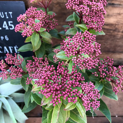 長く楽しめる♡ビバーナム♡蕾→花→実♡観葉植物♡ガーデニング♡インテリア♡ 2枚目の画像