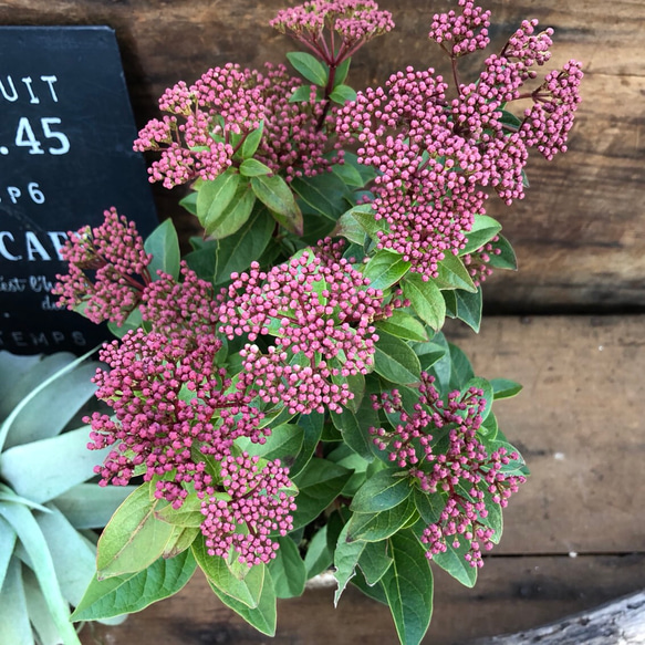 長く楽しめる♡ビバーナム♡蕾→花→実♡観葉植物♡ガーデニング♡インテリア♡ 5枚目の画像