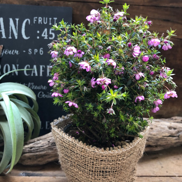 愛のかんざし♡ピンクの美しさ花♡こんもりまん丸はーガーデニング♡観葉植物♡フラワー 1枚目の画像