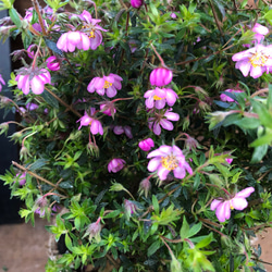 愛のかんざし♡ピンクの美しさ花♡こんもりまん丸はーガーデニング♡観葉植物♡フラワー 2枚目の画像