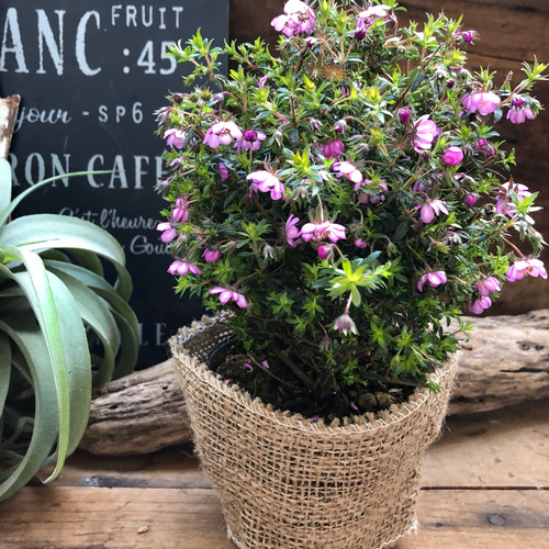 愛のかんざし♡ピンクの美しさ花♡こんもりまん丸はーガーデニング  