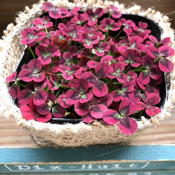 イザベラ♡赤い四つ葉のクローバー♡毎年咲きます♡ガーデニング