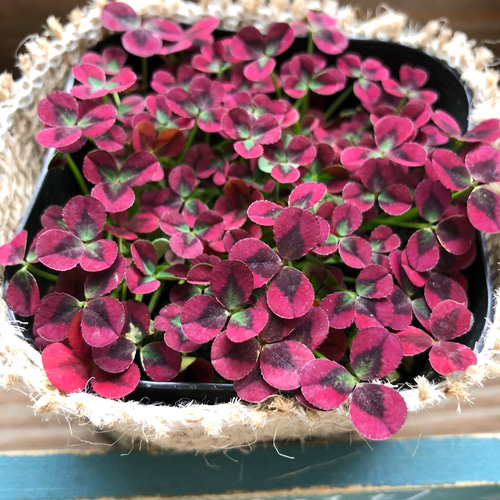 イザベラ♡赤い四つ葉のクローバー♡毎年咲きます♡ガーデニング