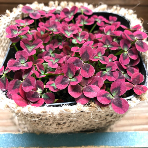 【四つ葉のクローバー】IVY REDミニボトル24本セット GD-592 みつかる四葉クローバー栽培セット 1個 聖新陶芸 【通販