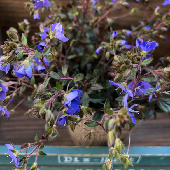 毎年咲きます♡グランドカバーに♡ベロニカオックスフォードブルー♡青い花♡ガーデニング♡フラワー 2枚目の画像