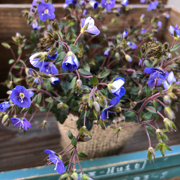 毎年咲きます♡グランドカバーに♡ベロニカオックスフォードブルー♡青い花♡ガーデニング♡フラワー 3枚目の画像