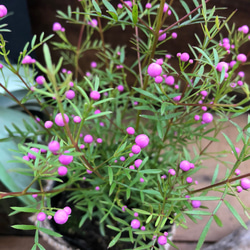まん丸のピンクのつぼみ♡いい香り♡いっぱい♡ボロニア♡ピナータ♡ガーデニング♡観葉植物 5枚目の画像