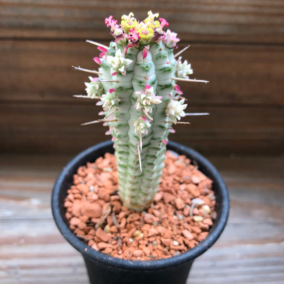 紅葉する多肉植物♡ピンク♡ミルクトロン♡ユーフォルビア♡多肉植物♡ガーデニング♡ 3枚目の画像