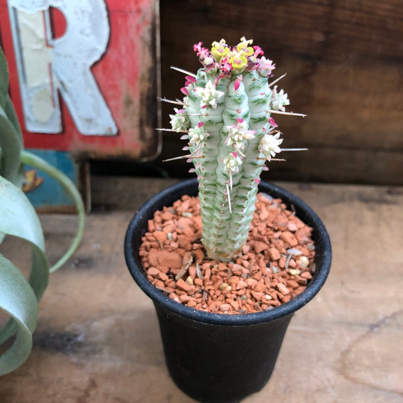 紅葉する多肉植物♡ピンク♡ミルクトロン♡ユーフォルビア♡多肉植物♡ガーデニング♡ 4枚目の画像