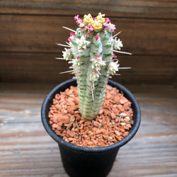 紅葉する多肉植物♡ピンク♡ミルクトロン♡ユーフォルビア♡多肉植物♡ガーデニング♡ 5枚目の画像