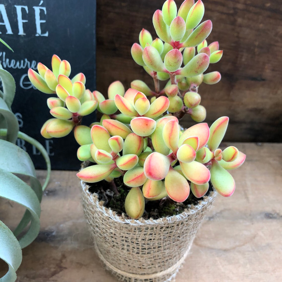 数量限定♡紅葉♡モリモリ苗♡ロゲルシー♡クラッスラ♡多肉植物