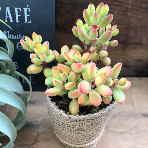 数量限定♡紅葉♡モリモリ苗♡ロゲルシー♡クラッスラ♡多肉植物