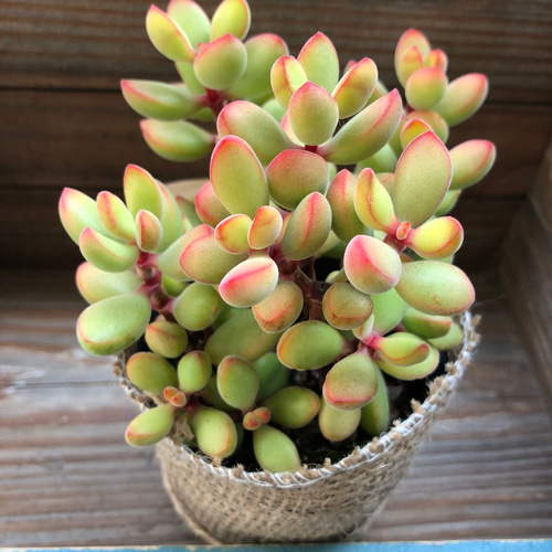 数量限定♡紅葉♡モリモリ苗♡ロゲルシー♡クラッスラ♡多肉植物