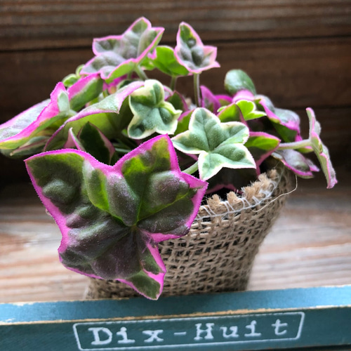 No1―No2 大型株ハツユキカヅラ観葉植物 緑とピンクの葉 約55cm〜大迫力 人気♡ハートのピンクの葉っぱ♡エレガンテ♡アイビーゼラニウム♡観葉