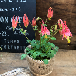 メキシコーラ　花芽付き 灯りのような花♡リトルランタン♡毎年咲きます♡カナデンシス