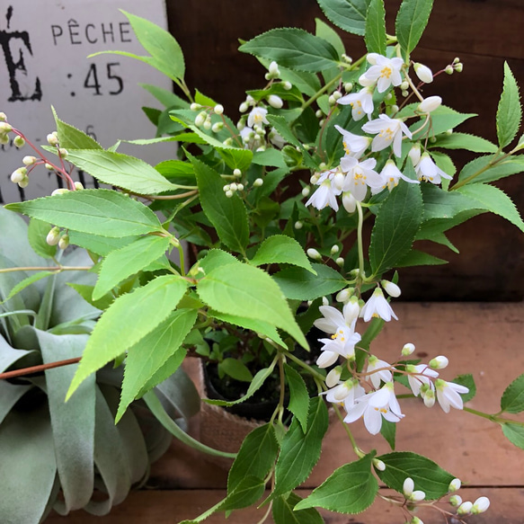 蕾いっぱい♡真っ白の花♡姫うつぎ♡ガーデニング♡観葉植物♡インテリア 3枚目の画像