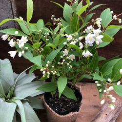 蕾いっぱい♡真っ白の花♡姫うつぎ♡ガーデニング♡観葉植物♡インテリア 5枚目の画像