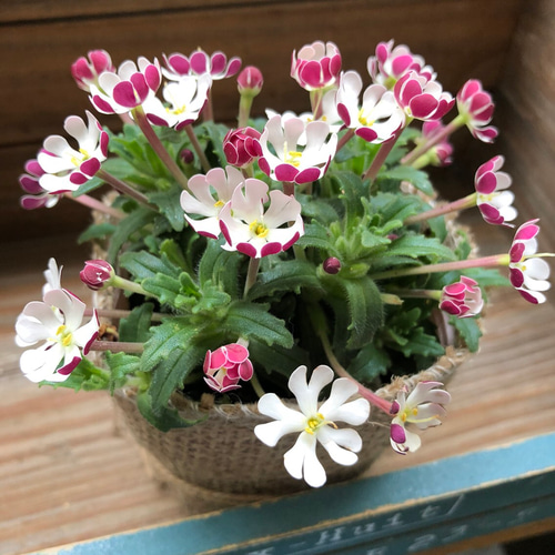 Phlox ovata ボタニカルアート Phlox ovata ボタニカルアート