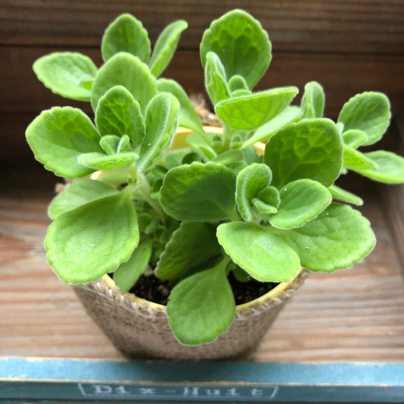 ミントの甘い香り♡アロマティカス♡多肉植物♡ガーデニング♡インテリア 1枚目の画像