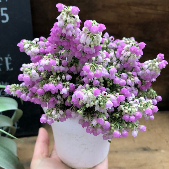 たわわになる花♡シャミソニス♡グラデーション♡エリカ♡インテリア♡観葉植物 3枚目の画像