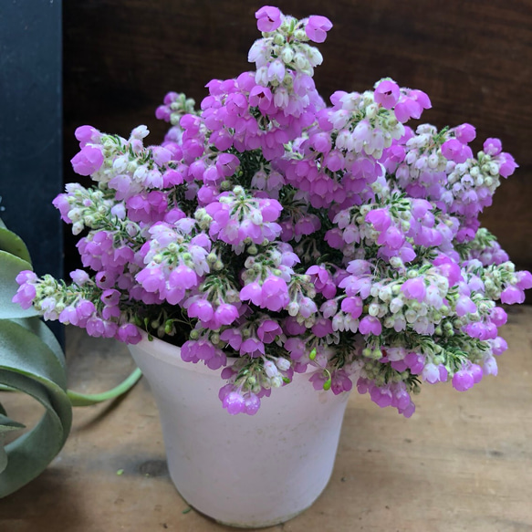 たわわになる花♡シャミソニス♡グラデーション♡エリカ♡インテリア♡観葉植物 5枚目の画像