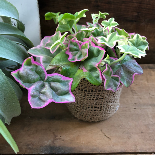 大人気♡ピンクのハートの葉っぱ♡エレガンテ♡アイビーゼラニウム  