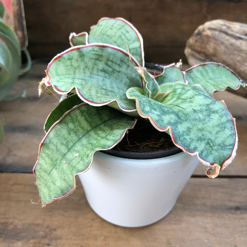 サンスベリア シルバーブルー 斑入り