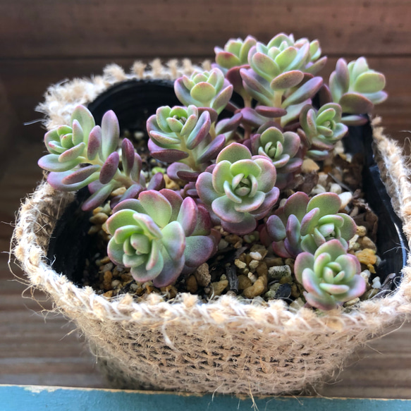 3個のみ♡赤葉ヒダカミセバヤ♡多肉植物♡セダム♡ガーデニング アート