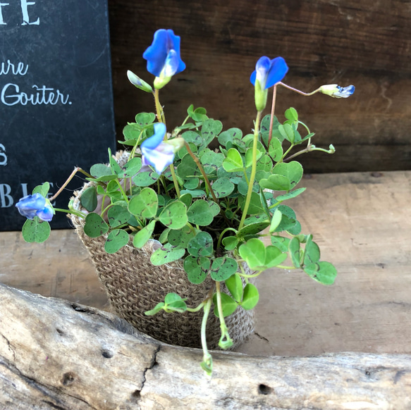 ブルークローバー♡幸せの花♡寄せ植え♡ガーデニング♡観葉植物