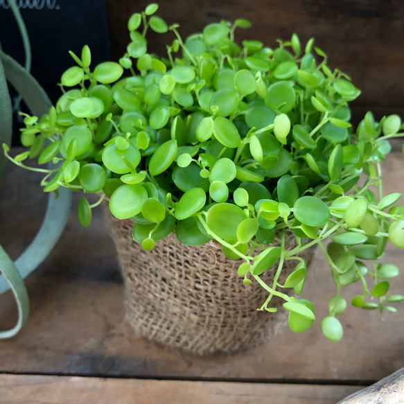 ジェミニ♡肉厚な丸い葉♡ペペロミア ♡観葉植物♡ガーデニング♡インテリア 5枚目の画像