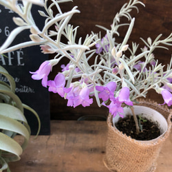 ホワイトリーフ＋可憐な紫の花♡エレモフィラニベラ♡ガーデニング♡観葉植物♡寄せ植え 3枚目の画像