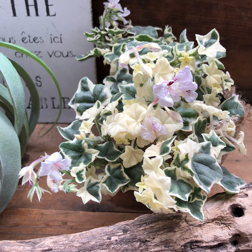 斑入り♡星型の葉っぱ♡ゼラニューム♡エレガンス♡ガーデニング