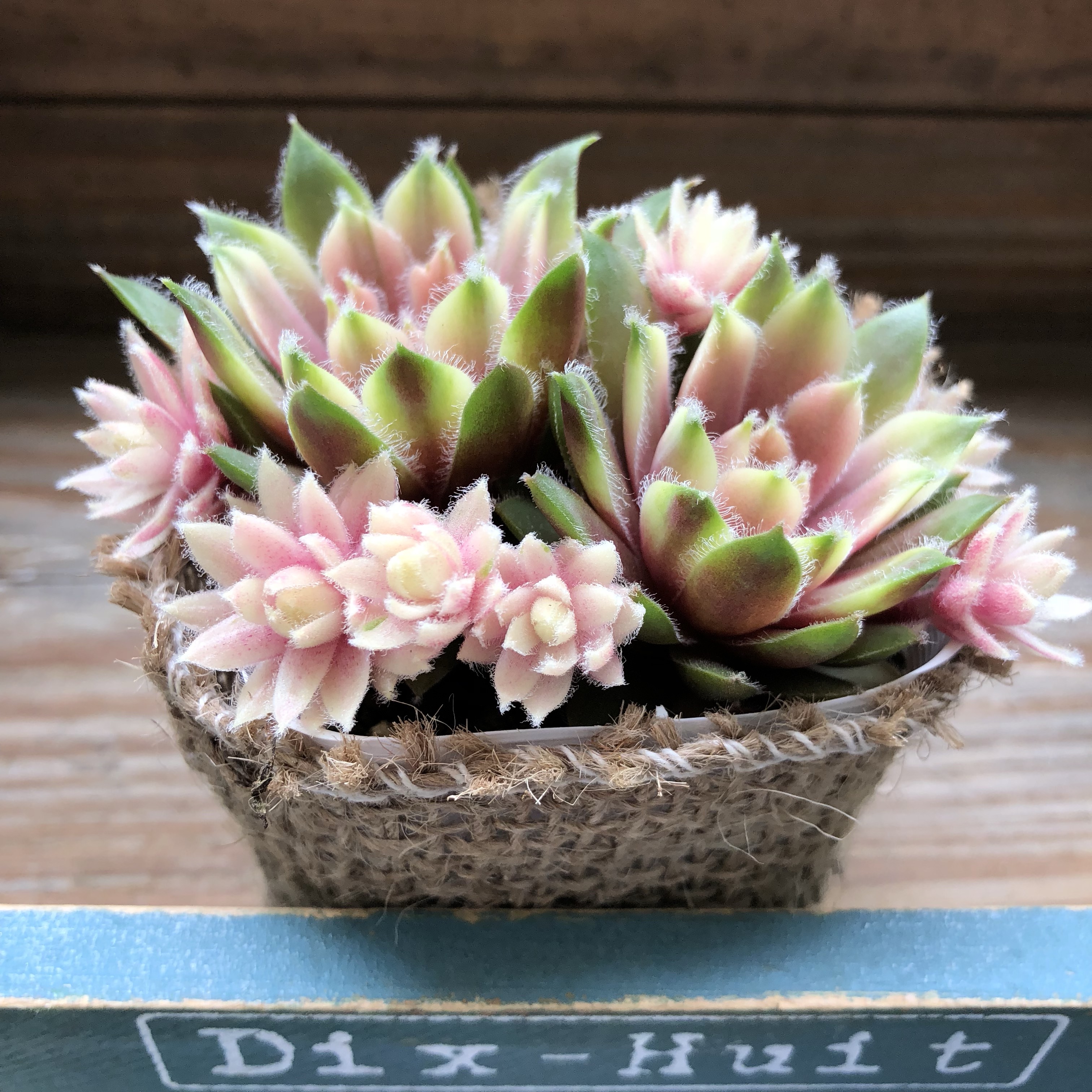 即完売♡バニラシフォン♡センペルビウム♡多肉植物♡インテリア