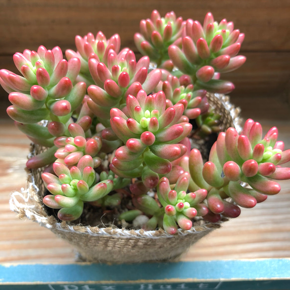 モリモリ♡オーロラ♡多肉植物♡セダム♡ガーデニング アートフラワー