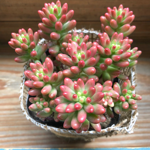 モリモリ♡オーロラ♡多肉植物♡セダム♡ガーデニング アートフラワー