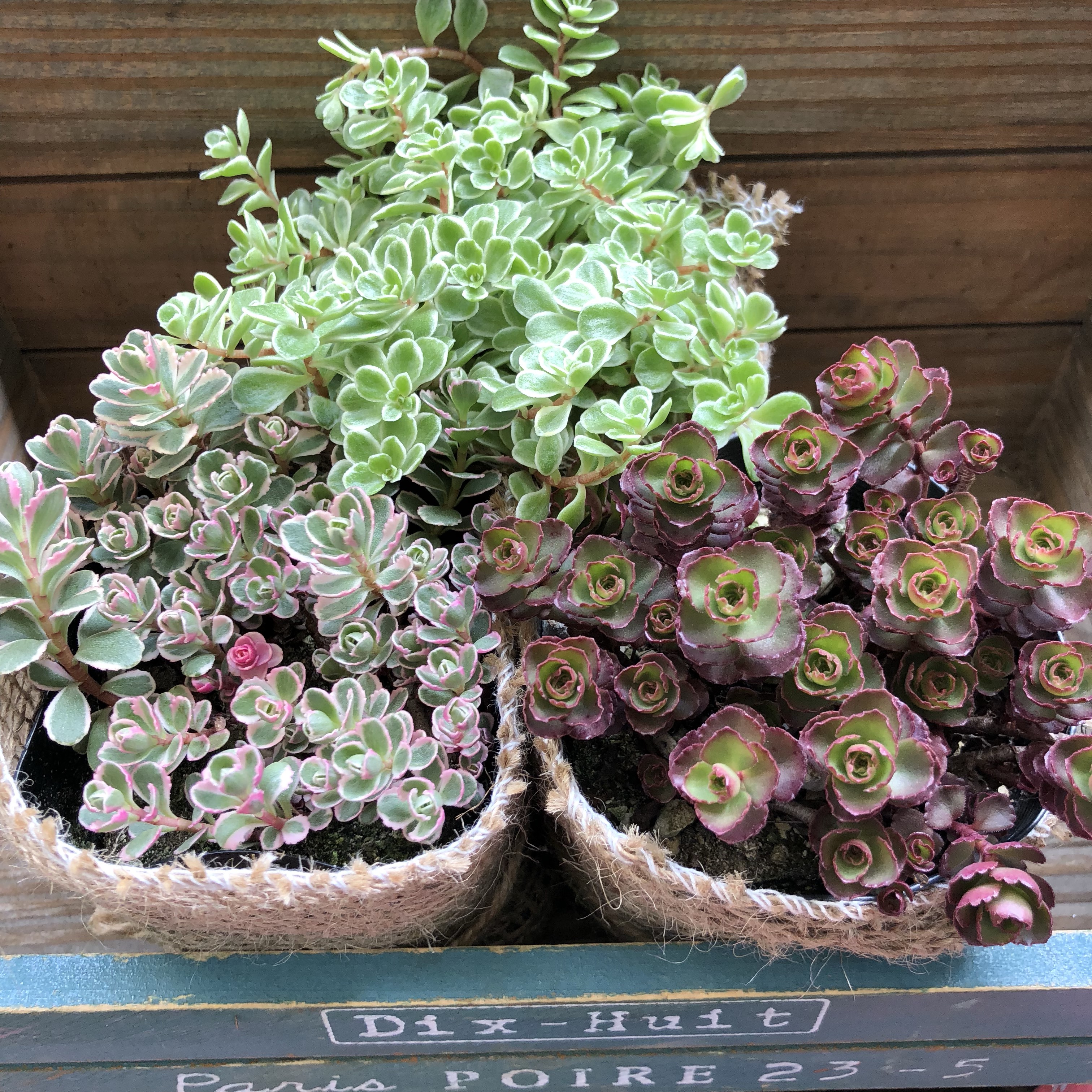 多肉植物セット（エケベリア・セダム）*3