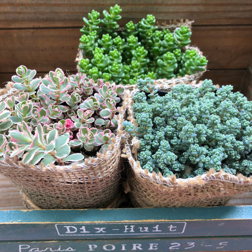多肉植物セット（エケベリア・セダム）*3 名無しエケベリア(中3個・小5個+セダム他)カット苗セット | 栃木