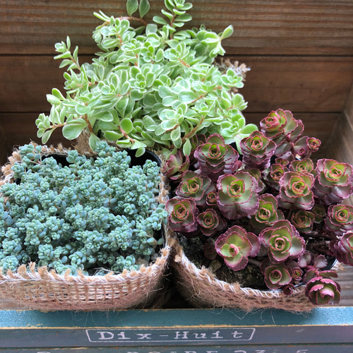 SALE♡3個セット♡セダム♡多肉植物♡インテリア♡ガーデニング