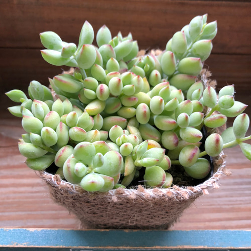 ぷっくり♡ペンデンス♡多肉植物♡コチドレン♡インテリア 