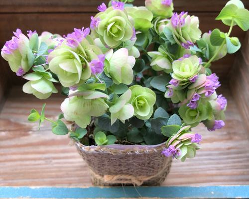 発色綺麗♡ケントオレガノビューティ 切り花 8本 花20以上 楽天市場】オレガノ 'ケント ビューティ' : おぎはら植物園