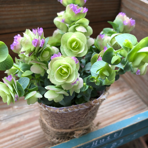 可愛すぎ♡オレガノ♡ケントビューティー♡ガーデニング♡観葉