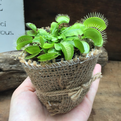 ハエトリ草♡助かる♡食虫植物♡インテリア♡ガーデニング 1枚目の画像