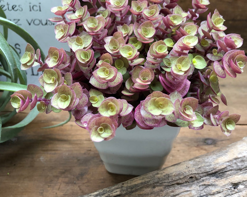 ❷現品 9cmポットごと発送❤アロマティカス 桜色カリシア 多肉植物寄せ植え 0_d1264b9c160b8a76eeb434c1269d