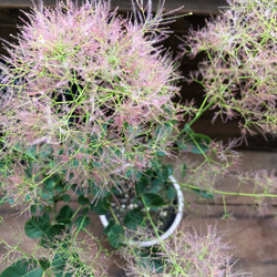 シンボルツリーに♡おしゃれ♡スモークツリー♡大苗♡地植えオッケー♡ガーデニング 3枚目の画像