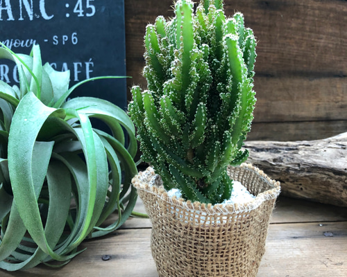 限定商品‼️❤️【大人気観葉植物】❤️電磁波吸収サボテン 極太