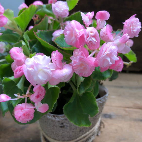 八重咲き♡ベピーピンク♡ベコニア♡育てやすい♡ガーデニング